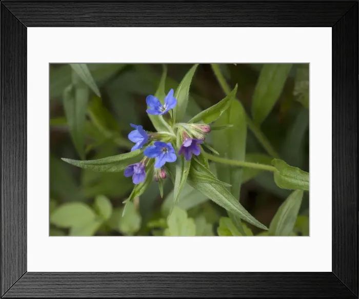 Framed Print : Purple gromwell ( Lithospermum purpurocaeruleum) in flower in woodland. V. rare in S. England Framed Print : Purple gromwell ( Lithospermum purpurocaeruleum) in flower in woodland. V. rare in S. England