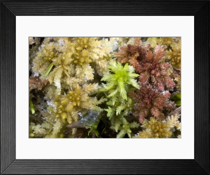 Framed Print : Bog mosses in bog with frost, Sphagnum spp. New Forest Framed Print : Bog mosses in bog with frost, Sphagnum spp. New Forest