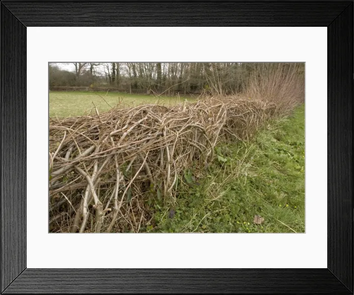 Framed Print : Interesting laid hedge in upper Nadder Valley, Wilts Framed Print : Interesting laid hedge in upper Nadder Valley, Wilts