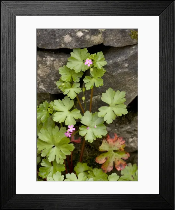 Framed Print : Shining cranesbill (Geranium lucidum) in flower Framed Print : Shining cranesbill (Geranium lucidum) in flower