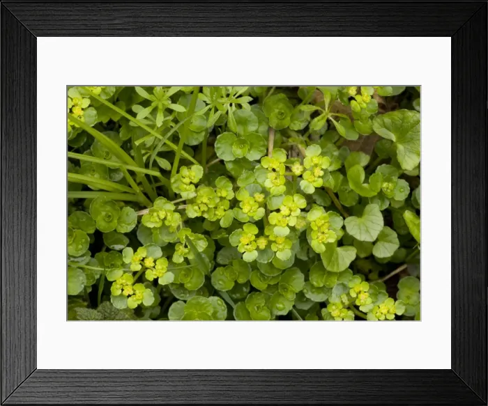 Framed Print : Golden saxifrage, Chrysosplenium oppositifolium. In wet woodland, Dorset Framed Print : Golden saxifrage, Chrysosplenium oppositifolium. In wet woodland, Dorset