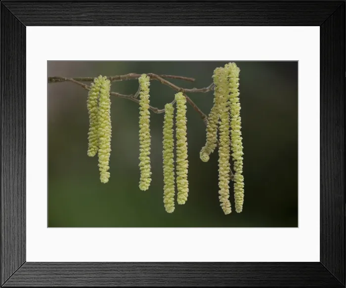 Framed Print : Hazel - male catkins in flower, Dorset. Corylus avellana Framed Print : Hazel - male catkins in flower, Dorset. Corylus avellana