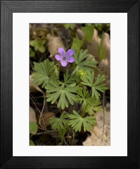 Framed Print : Long-stalked cranesbill (Geranium columbinum). Somerset Framed Print : Long-stalked cranesbill (Geranium columbinum). Somerset