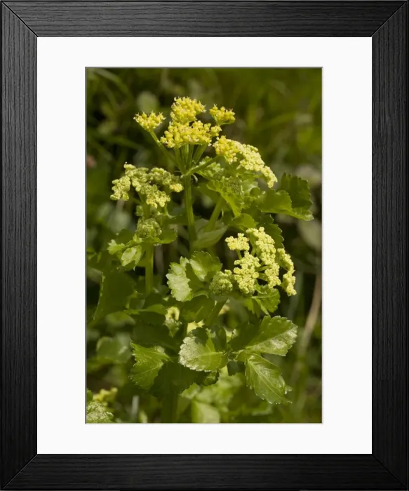 Framed Print : Alexanders (Smyrnium olusatrum) at Corfe Castle, Dorset Framed Print : Alexanders (Smyrnium olusatrum) at Corfe Castle, Dorset