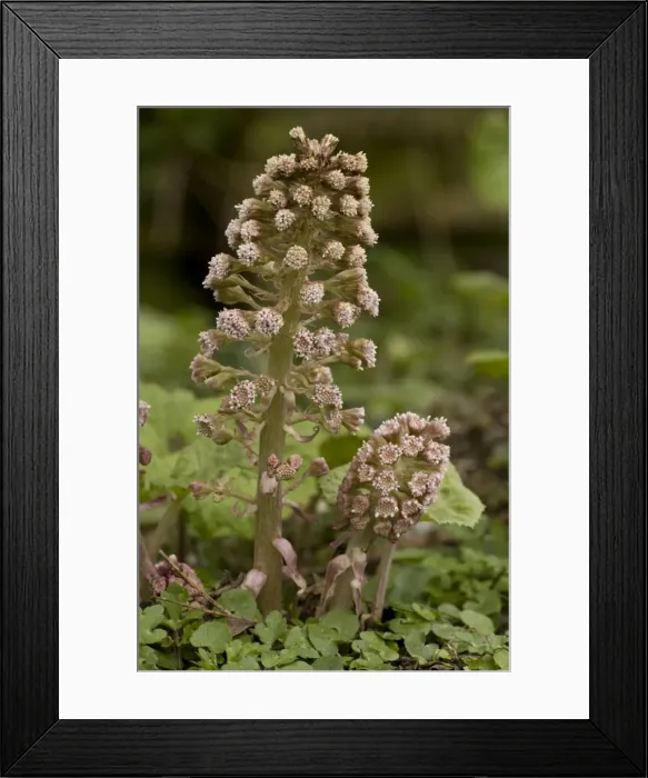 Framed Print : Butterbur, male spikes in flower. Petasites hybridus. W. Dorset Framed Print : Butterbur, male spikes in flower. Petasites hybridus. W. Dorset