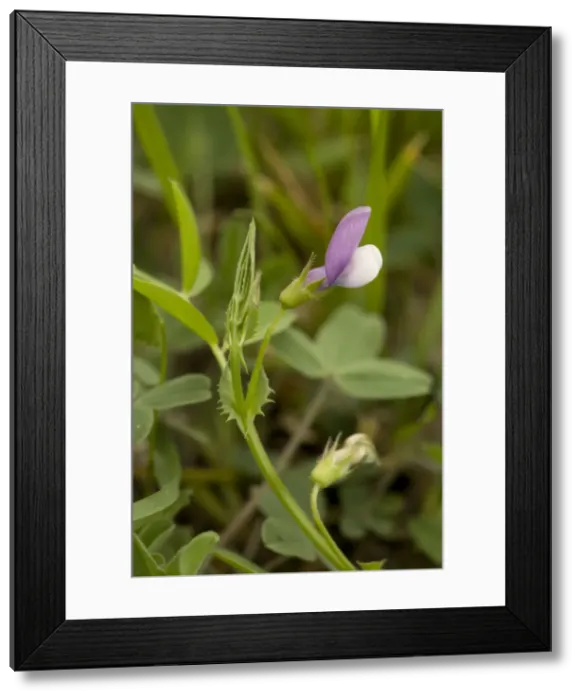 Framed Print : Bithynian vetch, Vicia bithynica. Very rare in UK. Dorset Framed Print : Bithynian vetch, Vicia bithynica. Very rare in UK. Dorset