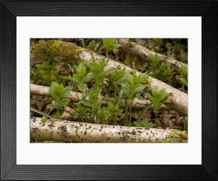 Framed Print : Dog's mercury ( Mercurialis perennis ) in flower in old woodland, growing up through hazel stems. Dorset Framed Print : Dog's mercury ( Mercurialis perennis ) in flower in old woodland, growing up through hazel stems. Dorset