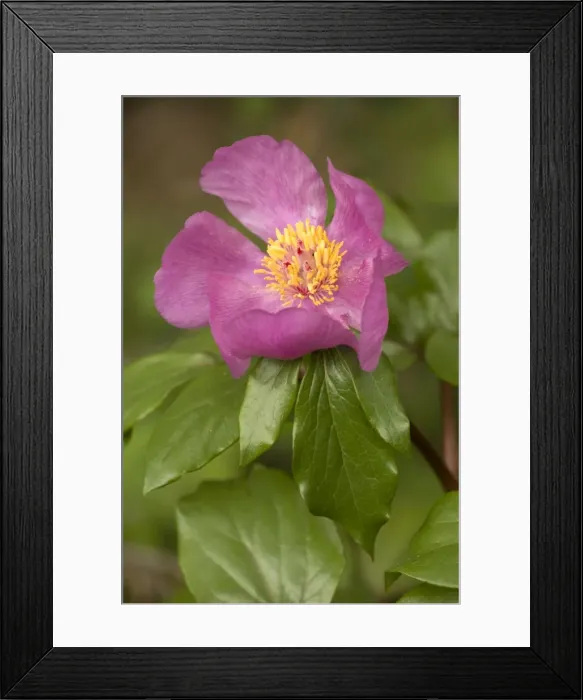 Framed Print : Common paeony (Paeonia mascula) in flower, Italy Framed Print : Common paeony (Paeonia mascula) in flower, Italy