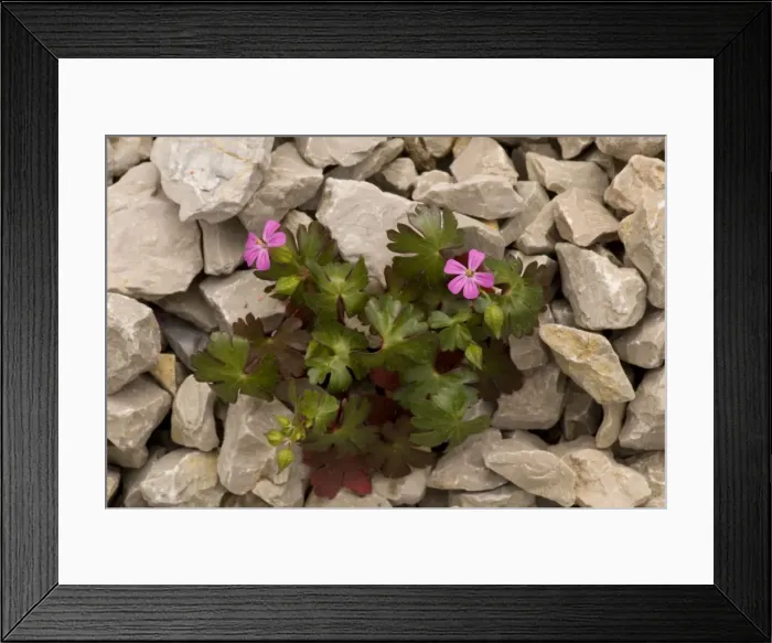 Framed Print : Shining cranesbill, Geranium lucidum. On limestone Framed Print : Shining cranesbill, Geranium lucidum. On limestone