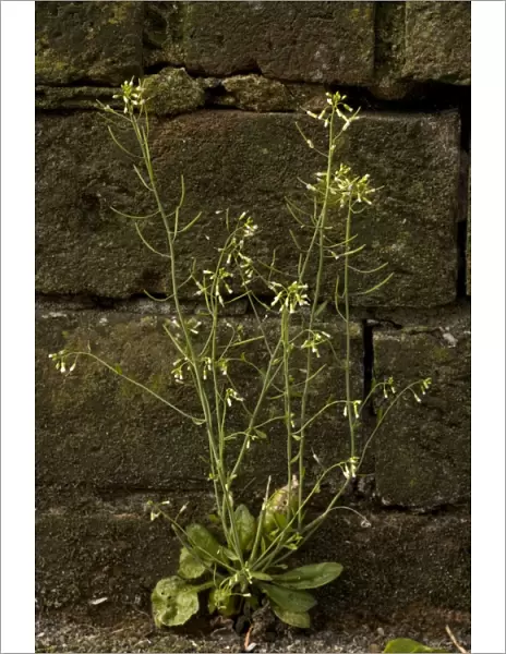 Thale cress, Arabidopsis thaliana. Common weed, widely used for genetic research