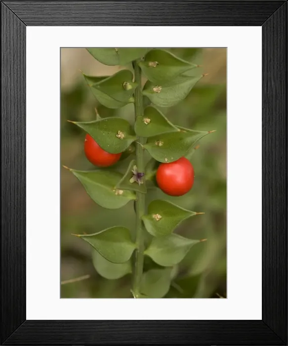 Framed Print : Butcher's broom (Ruscus aculeatus), in flower and fruit. Hants Framed Print : Butcher's broom (Ruscus aculeatus), in flower and fruit. Hants