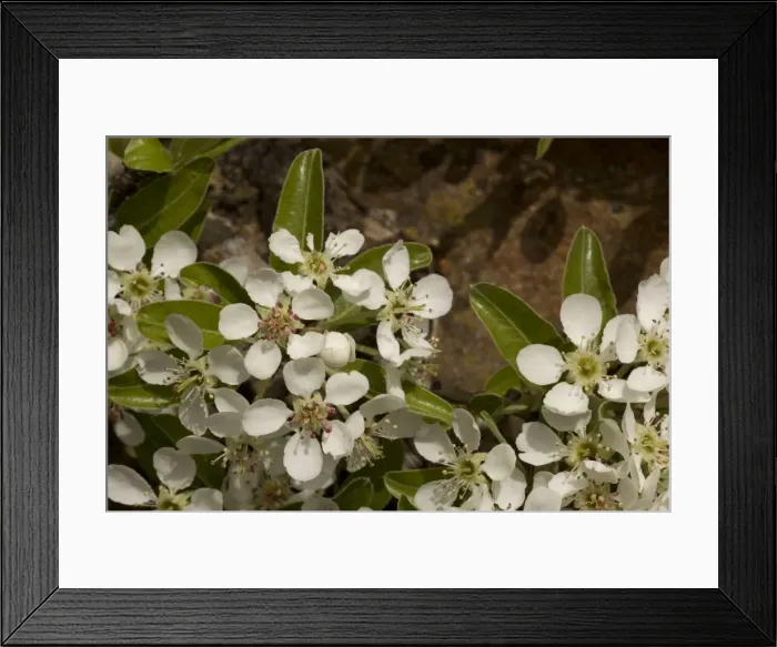 Framed Print : Wild pear blossom, Pyrus communis. Europe Framed Print : Wild pear blossom, Pyrus communis. Europe
