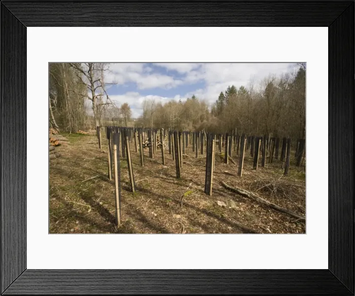 Framed Print : Tree-planting using protective sleeves (tuley tubes), south Wiltshire Framed Print : Tree-planting using protective sleeves (tuley tubes), south Wiltshire