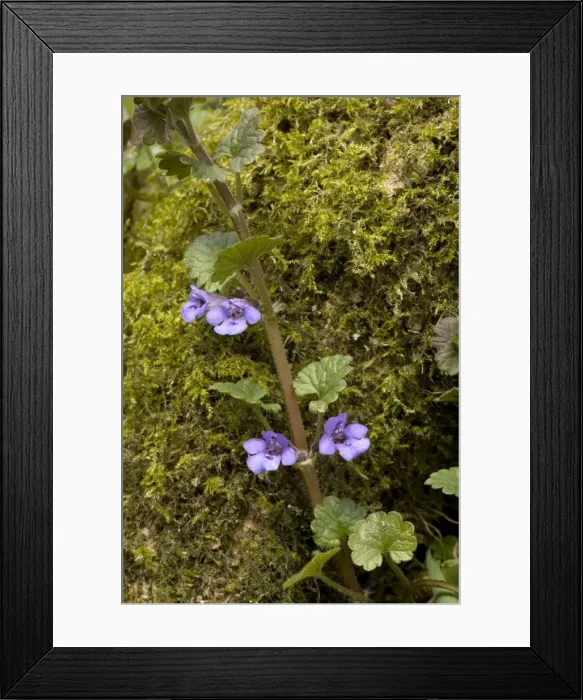 Framed Print : Ground ivy, on mossy trunk. (Nepeta glechoma = Glechoma hederacea) Framed Print : Ground ivy, on mossy trunk. (Nepeta glechoma = Glechoma hederacea)