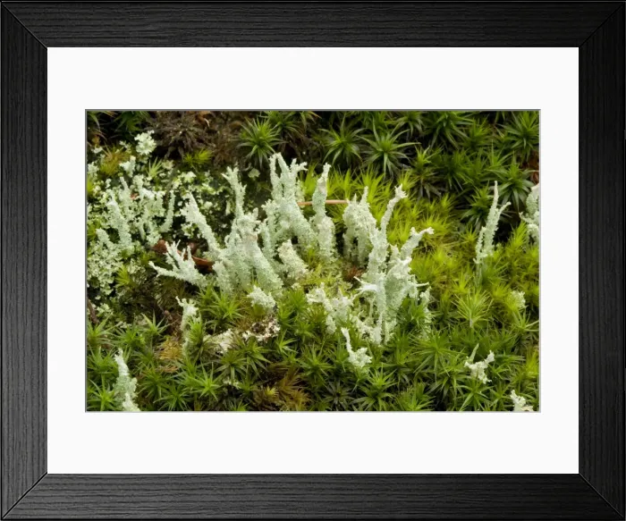 Framed Print : Lichens (Cladonia squamosa) on old wood, with mosses. New Forest Framed Print : Lichens (Cladonia squamosa) on old wood, with mosses. New Forest