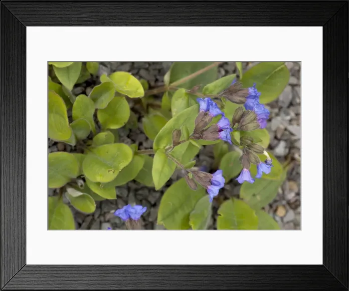 Framed Print : A lungwort, (Pulmonaria angustifolia) native in Europe (not UK) Framed Print : A lungwort, (Pulmonaria angustifolia) native in Europe (not UK)