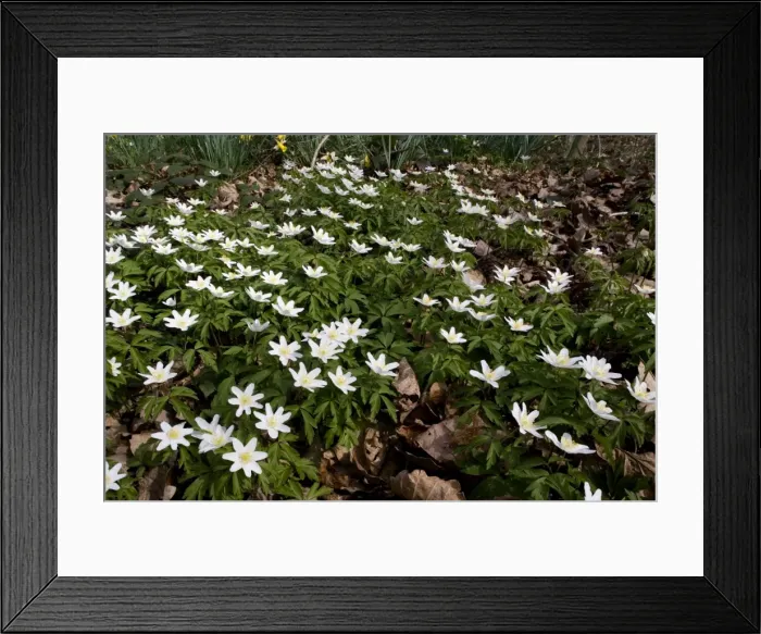 Framed Print : Wood Anemones ( Anemone nemorosa) in old woodland, Gloucestershire Framed Print : Wood Anemones ( Anemone nemorosa) in old woodland, Gloucestershire