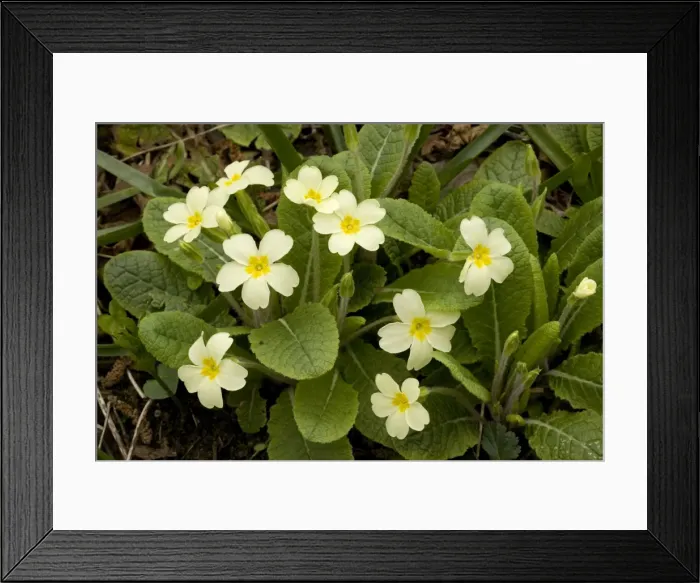 Framed Print : Primroses in spring, Primula vulgaris Framed Print : Primroses in spring, Primula vulgaris