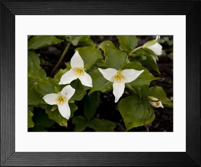 Framed Print : A wake-robin (Trillium ovatum), USA Framed Print : A wake-robin (Trillium ovatum), USA