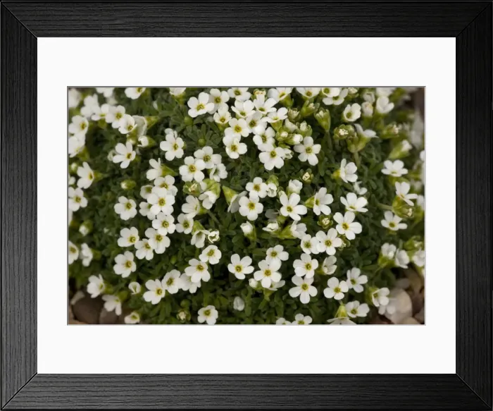 Framed Print : Pyrenean rock-jasmine, Androsace pyrenaica. Pyrenees Framed Print : Pyrenean rock-jasmine, Androsace pyrenaica. Pyrenees