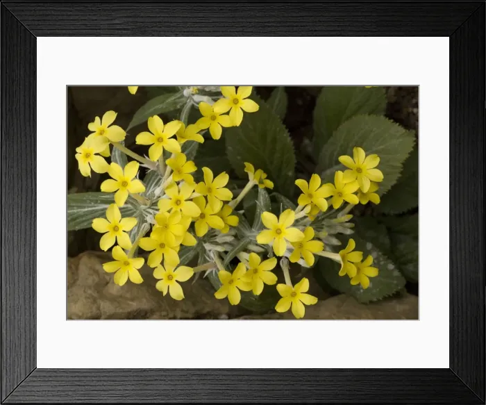 Framed Print : A beautiful primula (Primula verticillata) from Yemen and N. Africa Framed Print : A beautiful primula (Primula verticillata) from Yemen and N. Africa