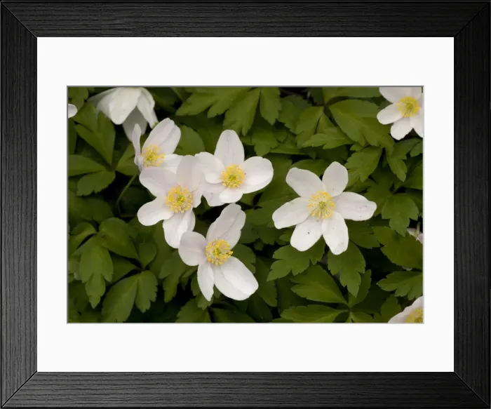 Framed Print : Wood anemones, Anemone nemorosa Framed Print : Wood anemones, Anemone nemorosa
