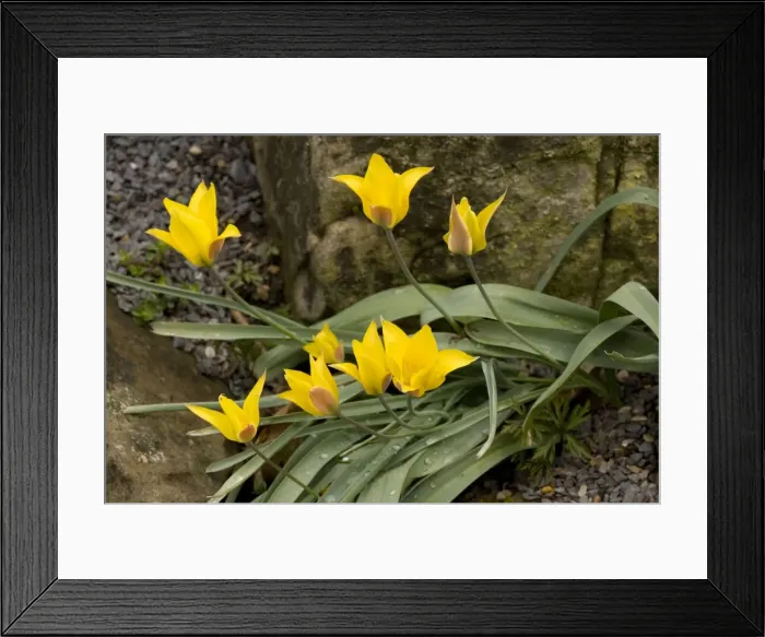 Framed Print : A yellow Tulip ( Tulipa kolpakowskiana) from Asia Framed Print : A yellow Tulip ( Tulipa kolpakowskiana) from Asia