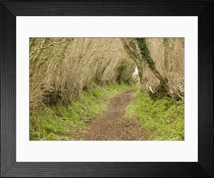 Framed Print : Old sunken lane in the ancient countryside of West Dorset, at Kingcombe. Double hedge; bridleway and public footpath Framed Print : Old sunken lane in the ancient countryside of West Dorset, at Kingcombe. Double hedge; bridleway and public footpath