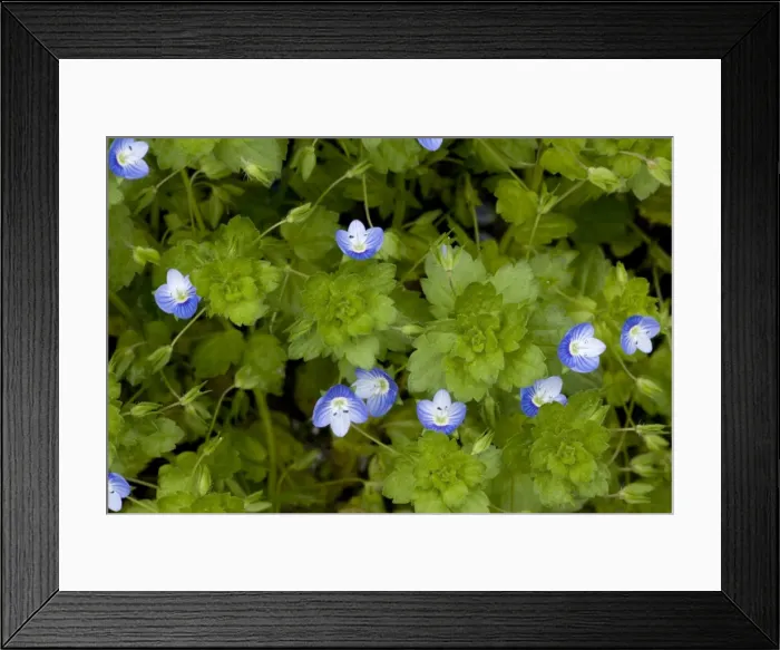 Framed Print : Common field-speedwell, Veronica persica. Widespread weed Framed Print : Common field-speedwell, Veronica persica. Widespread weed