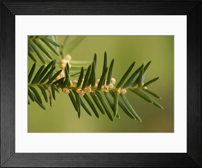 Framed Print : Common yew, male flowers; Taxus baccata Framed Print : Common yew, male flowers; Taxus baccata