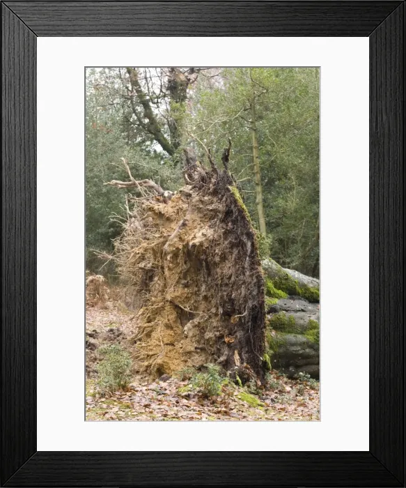Framed Print : Fallen beech tree, showing shallow root plate; New Forest