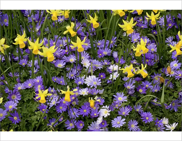 Dwarf daffodils and Anemone blanda in garden border, forming a beautiful mixture. Spring. Kew