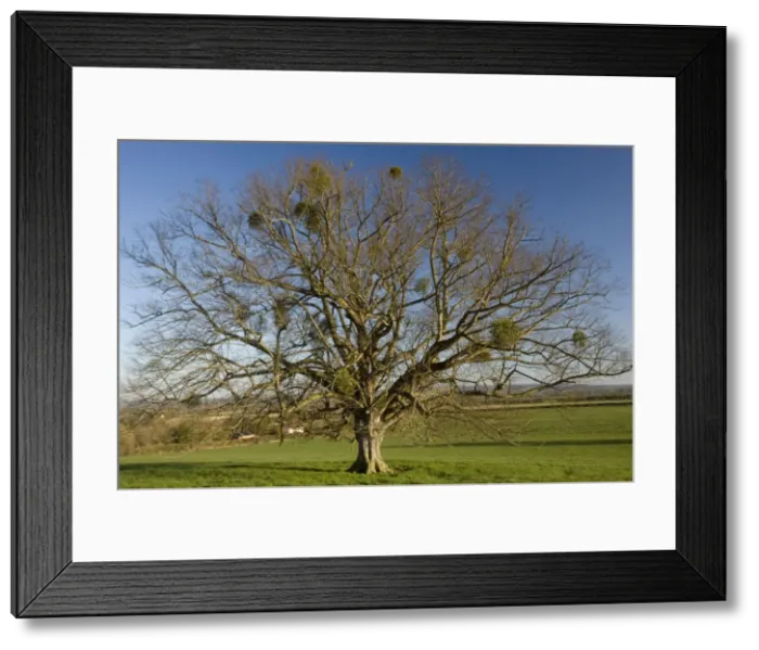 Framed Print : Mistletoe tree - old lime pollard in field, Somerset Framed Print : Mistletoe tree - old lime pollard in field, Somerset