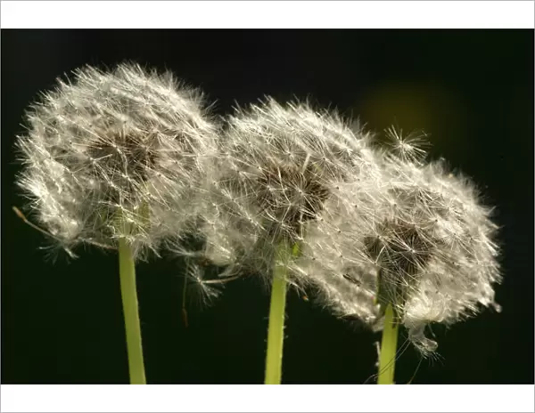 Dandelion seed-heads ('clocks')