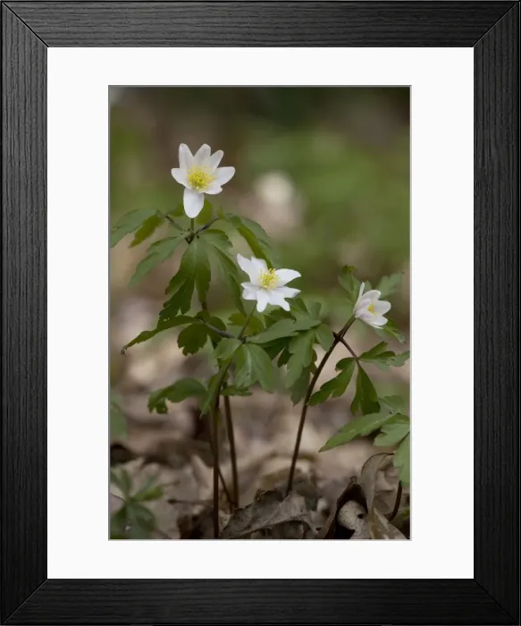 Framed Print : Wood Anemones ( in old woodlandAnemone nemorosa) Framed Print : Wood Anemones ( in old woodlandAnemone nemorosa)