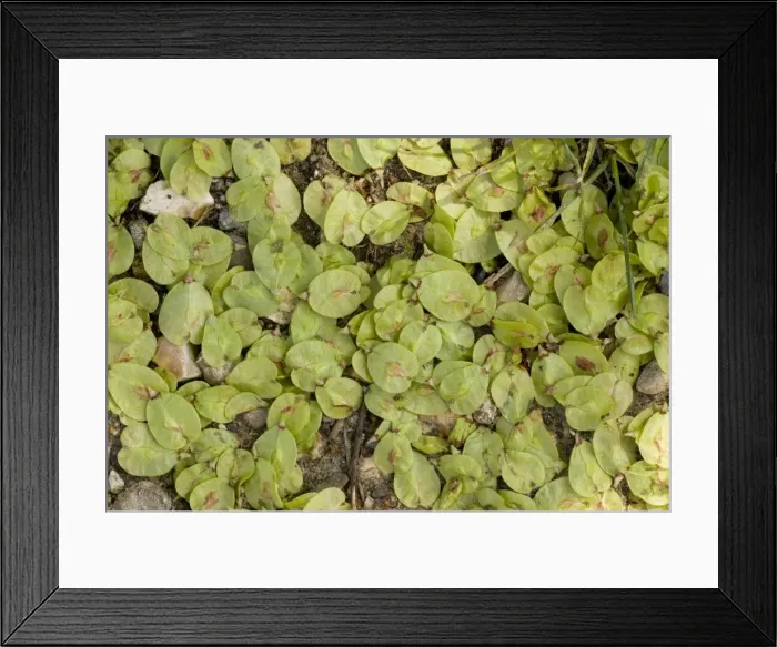 Framed Print : English elm, fruit; Ulmus procera. Dorset Framed Print : English elm, fruit; Ulmus procera. Dorset