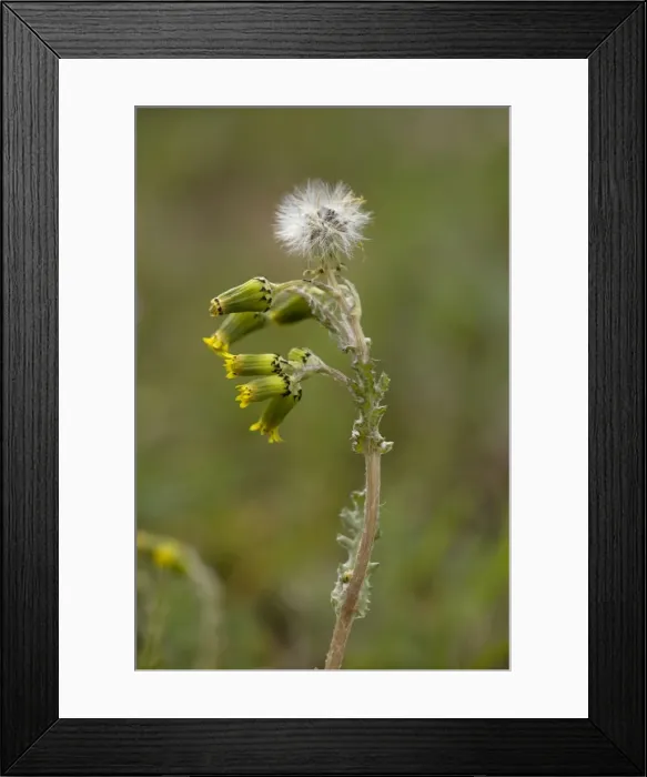 Framed Print : Common groundsel, in flower and fruit Framed Print : Common groundsel, in flower and fruit