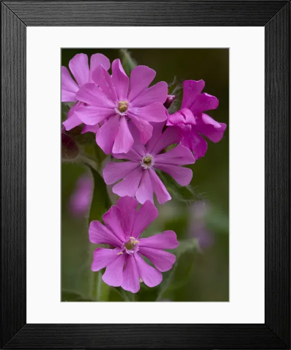 Framed Print : Red campion (Silene dioica) in flower, Yorks