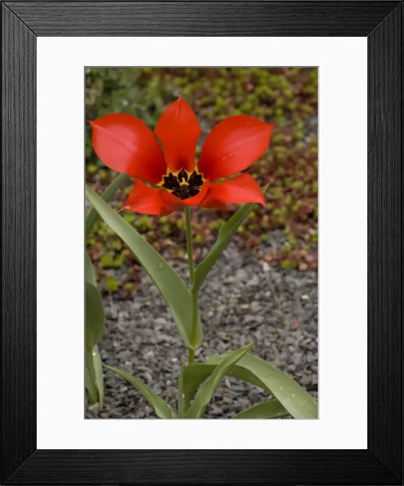 Framed Print : Tulipa eichleri - rare tulip from Georgia and adjacent areas of Russia Framed Print : Tulipa eichleri - rare tulip from Georgia and adjacent areas of Russia