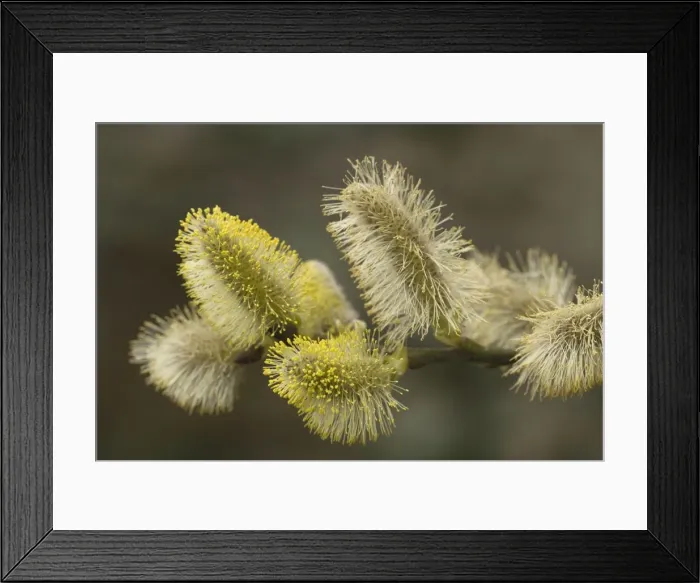Framed Print : Goat willow in flower - male catkins. pussy willows'. Salix capraea Framed Print : Goat willow in flower - male catkins. pussy willows'. Salix capraea
