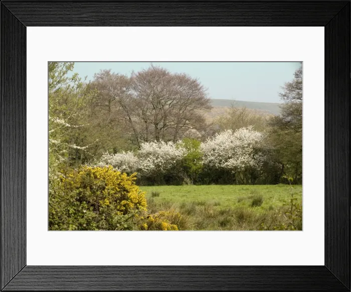 Framed Print : Dorset countryside in spring, near Corfe Castle Framed Print : Dorset countryside in spring, near Corfe Castle
