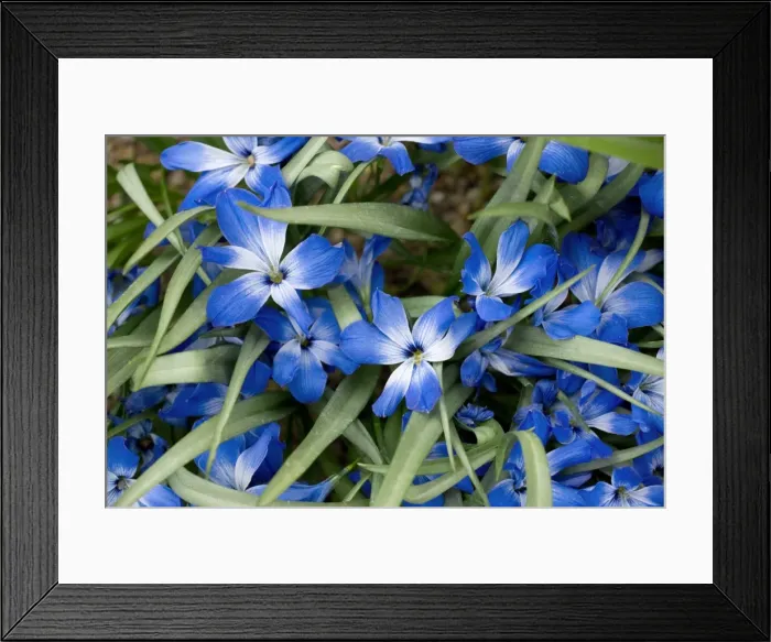Framed Print : Chilean blue crocus (Tecophilea cyanocrocus) from the high Andes Framed Print : Chilean blue crocus (Tecophilea cyanocrocus) from the high Andes