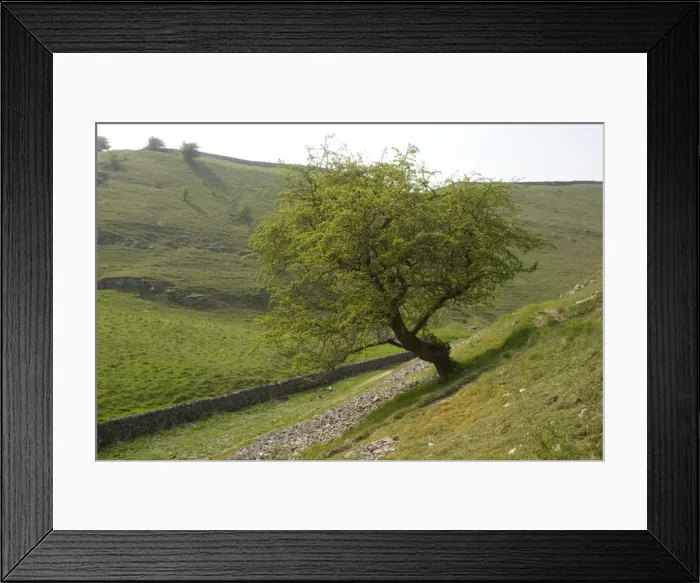 Framed Print : Old hawthorn tree in Millersdale, Peak District National Park; Derbyshire Framed Print : Old hawthorn tree in Millersdale, Peak District National Park; Derbyshire