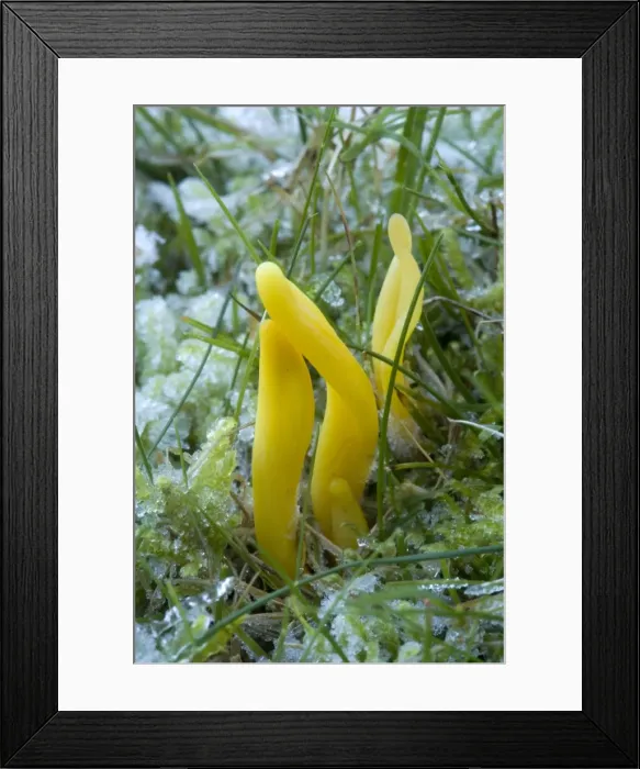Framed Print : Golden spindles in grassland, after heavy frost. Clavulinopsis fusiformis. New Forest Framed Print : Golden spindles in grassland, after heavy frost. Clavulinopsis fusiformis. New Forest