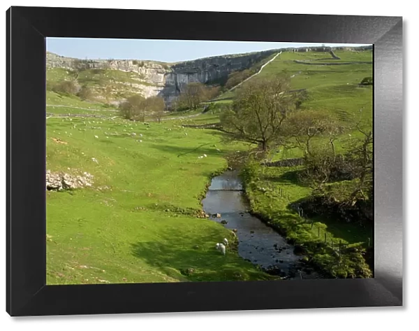 Malham Cove and the river issuing from it. Spring. Yorkshire Dales