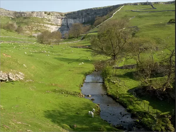 Malham Cove and the river issuing from it. Spring. Yorkshire Dales