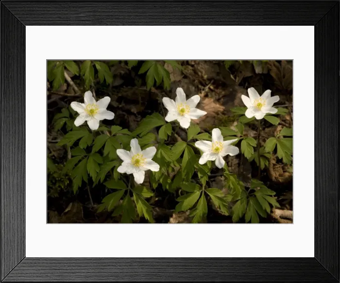 Framed Print : Wood anemones, Anemone nemorosa… Peak District Framed Print : Wood anemones, Anemone nemorosa… Peak District