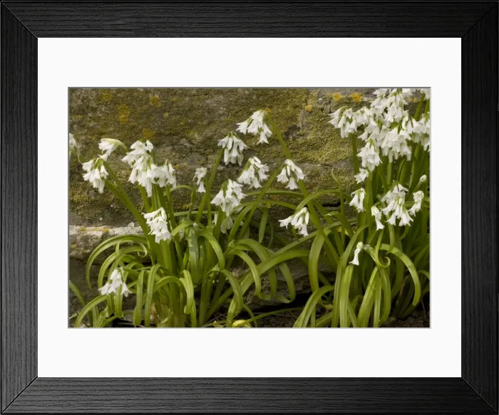 Framed Print : Three-cornered leek, Allium triquetrum. Widely naturalised in SW England Framed Print : Three-cornered leek, Allium triquetrum. Widely naturalised in SW England