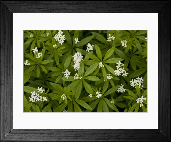 Framed Print : Woodruff in flower (Galium (Asperula) odoratum). Woodland in Dorset