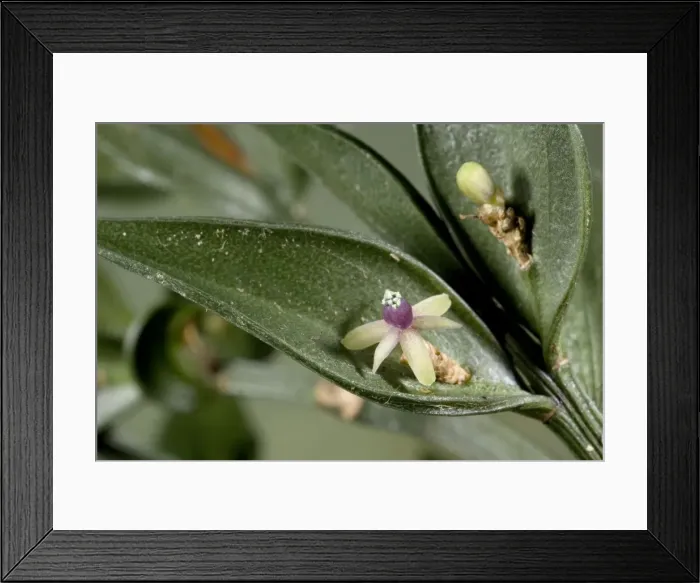 Framed Print : Butcher's broom in flower. Excellent example of a cladode, with the flower on a modified stem. Ruscus aculeatus Approx life-size. New Forest Framed Print : Butcher's broom in flower. Excellent example of a cladode, with the flower on a modified stem. Ruscus aculeatus Approx life-size. New Forest